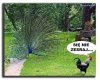 Paw szpanuje 