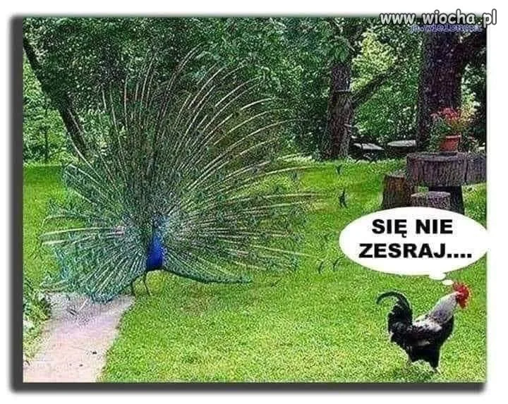 Paw szpanuje 