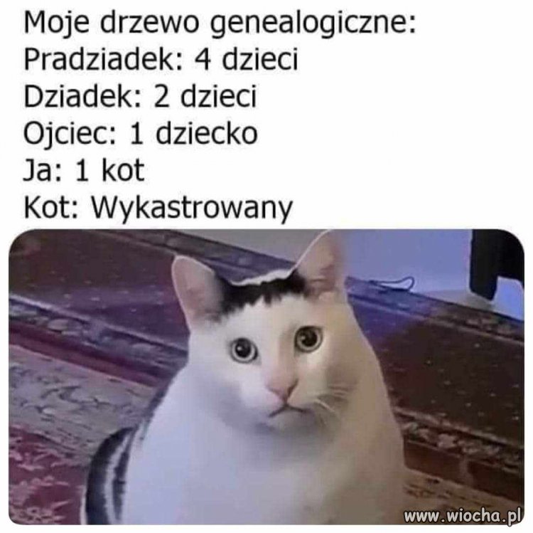 Prawie jak drzewo Kaczyńskiego