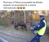 Konfiskata za prowadzenie na gazie 