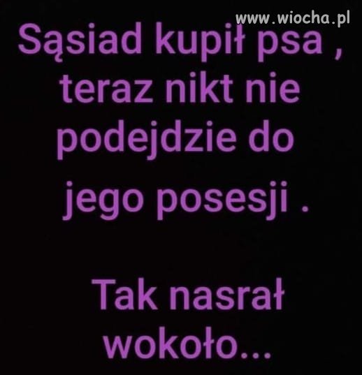 Piesek