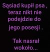 Piesek