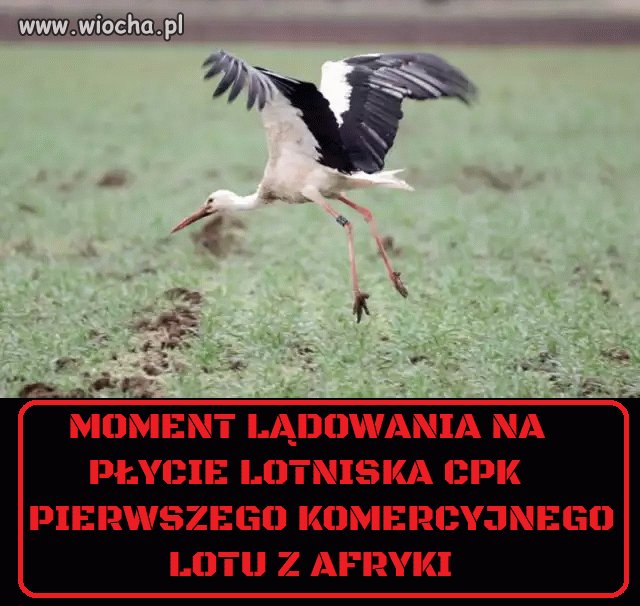 Ogromny "sukces" PIS