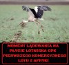Ogromny "sukces" PIS