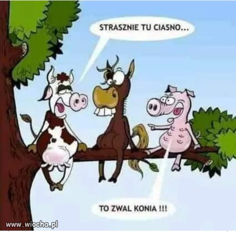 Z innej bajki