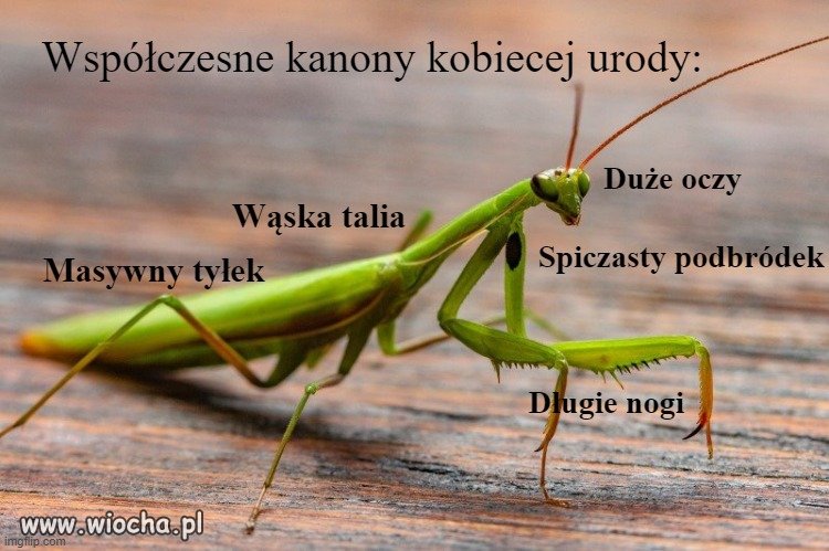 Wenus