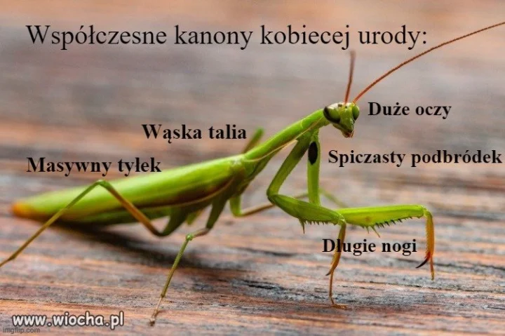 Wenus