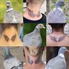 Zrób sobie skrzydła gołębia jako tatuaż 