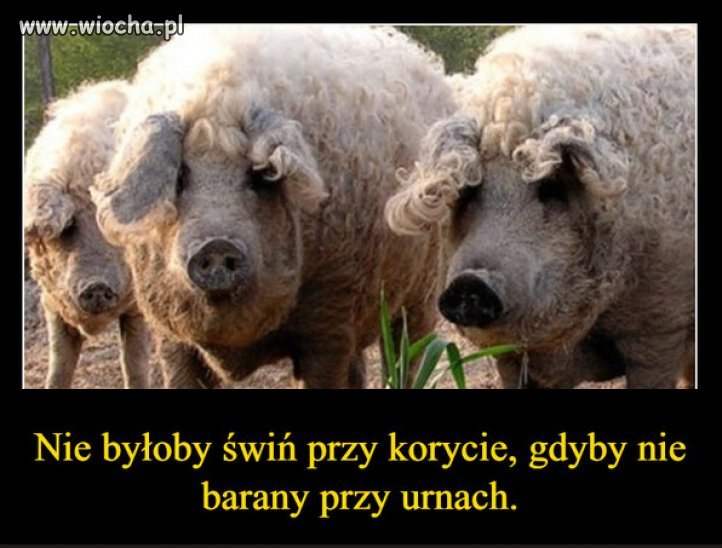 Stara polska prawda...
