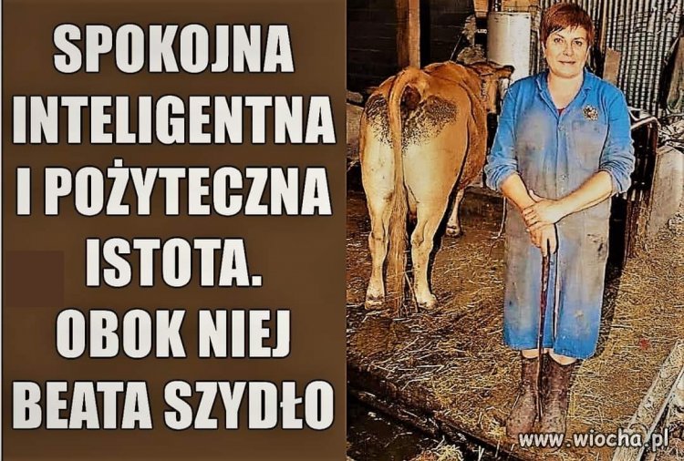 Popatrz tylko na zad tej krowy. Ona nawet tego nie