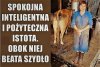 Popatrz tylko na zad tej krowy. Ona nawet tego nie