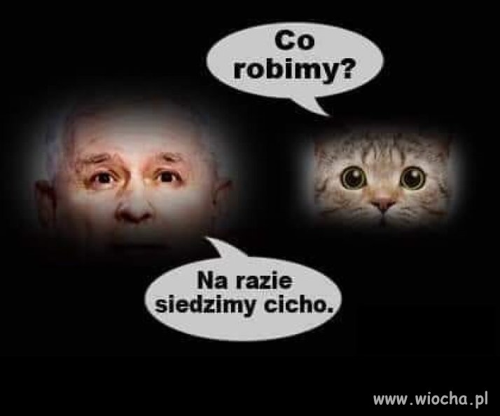 Coraz częściej mam wrażenie, że to kot tym kręci