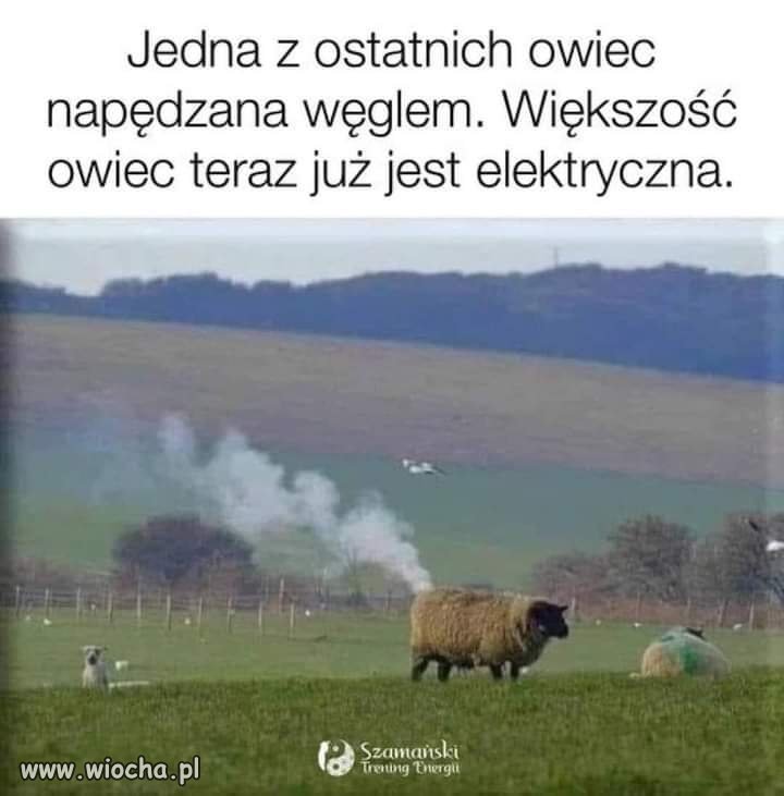 Zielony ład.