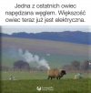 Zielony ład.