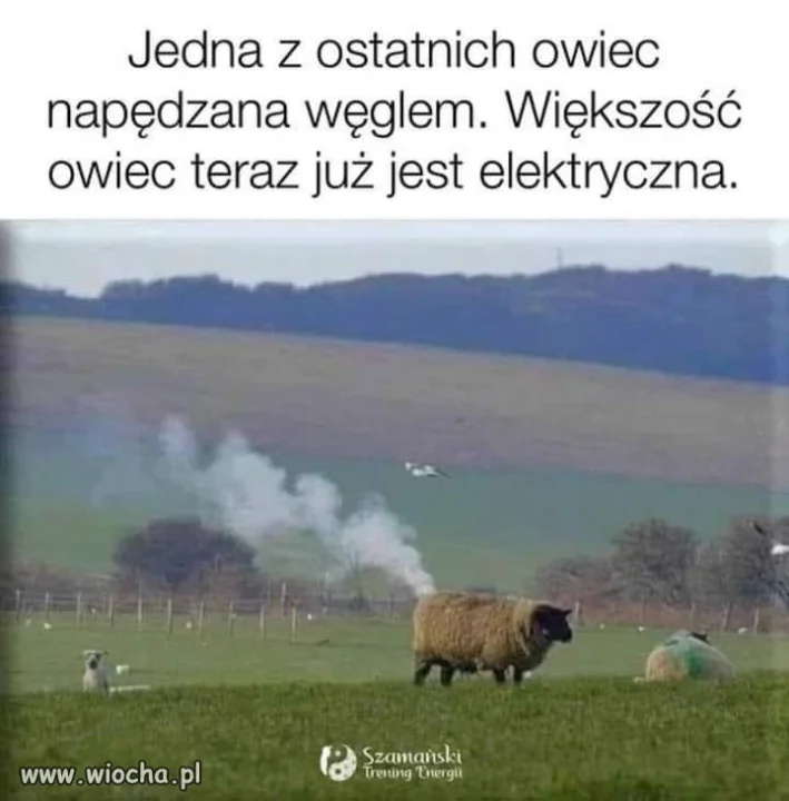 Zielony ład.