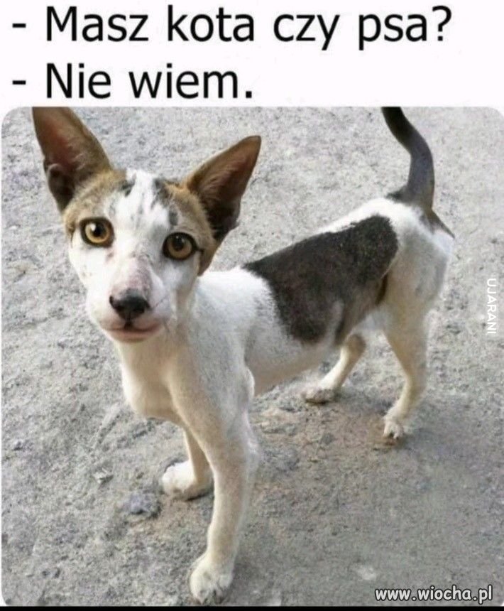 Na poprawę humoru 