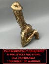 Złoty członek