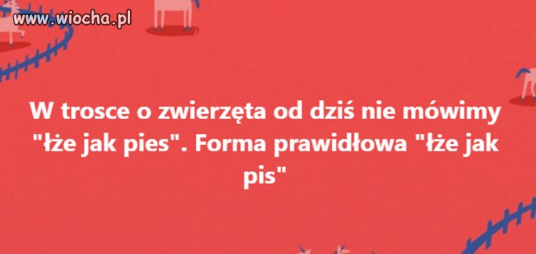 Pies jest kochany i wierny