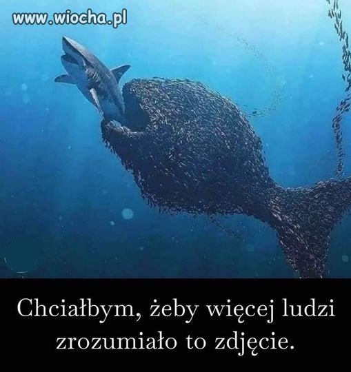 80 % nierobów, ma siłe przegłosować