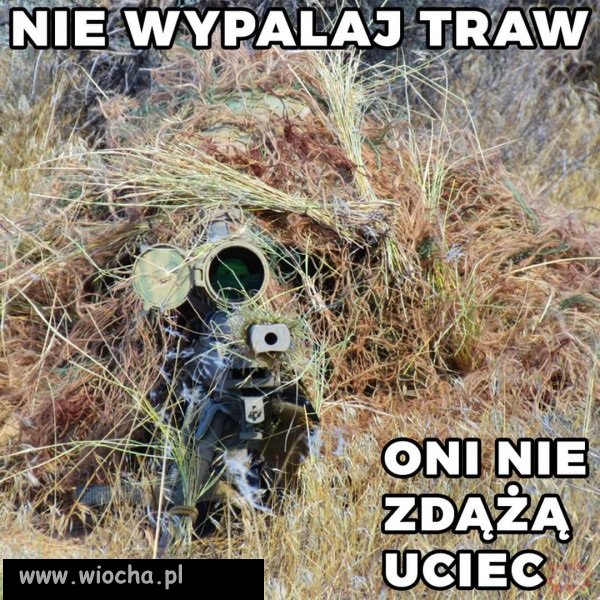 Albo trawa wypali do ciebie 