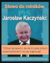 Głupi jak bamber
