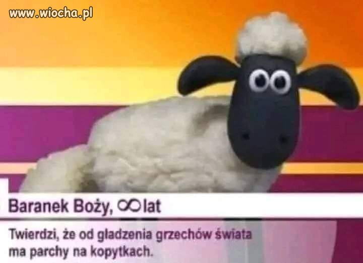 Baranek się zmęczył 