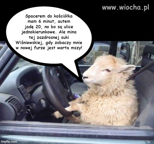 Owieczki mają różne motywy