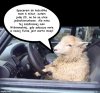 Owieczki mają różne motywy