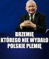 Zając cały w buraczkach
