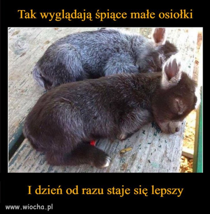 Światowy Dzień Osła