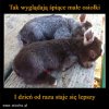 Światowy Dzień Osła