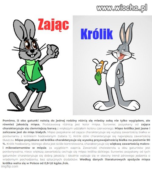 Wiele osób myli zająca z królikiem!