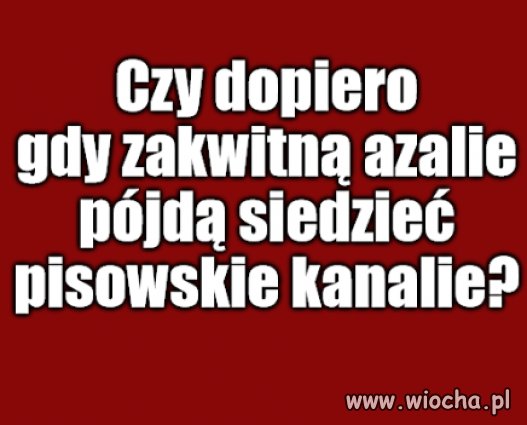 Kolega pytał