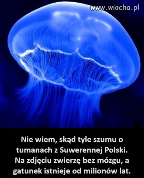 I dla idiotów jest szansa