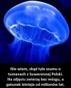 I dla idiotów jest szansa