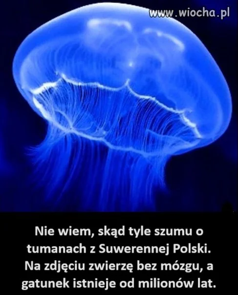 I dla idiotów jest szansa