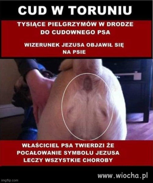 Czy cud w Toruniu w urodziny Ojca
