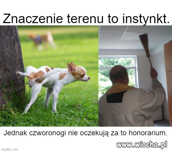 Oszczane?
