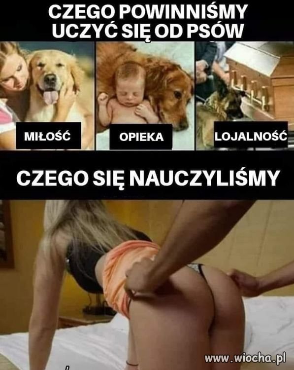 Piesek.   