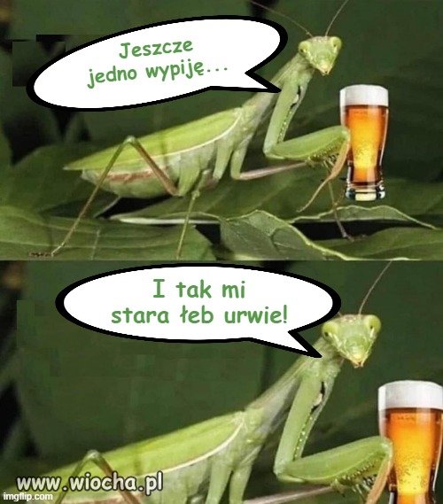 Pan Modliszek.