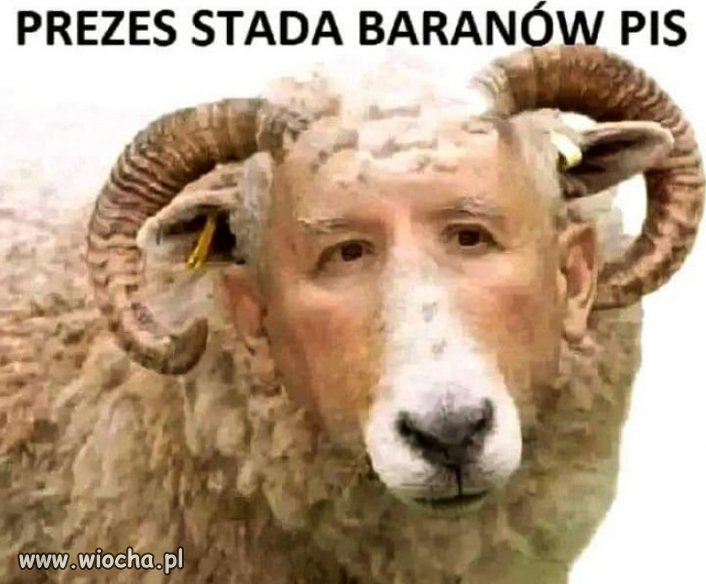 Jaki WUC, takie stado...
