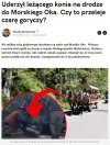 Całe zajście zostało nagłośnione przez fundację Viva