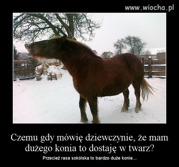 Ma dużego konia...
