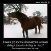 Ma dużego konia...