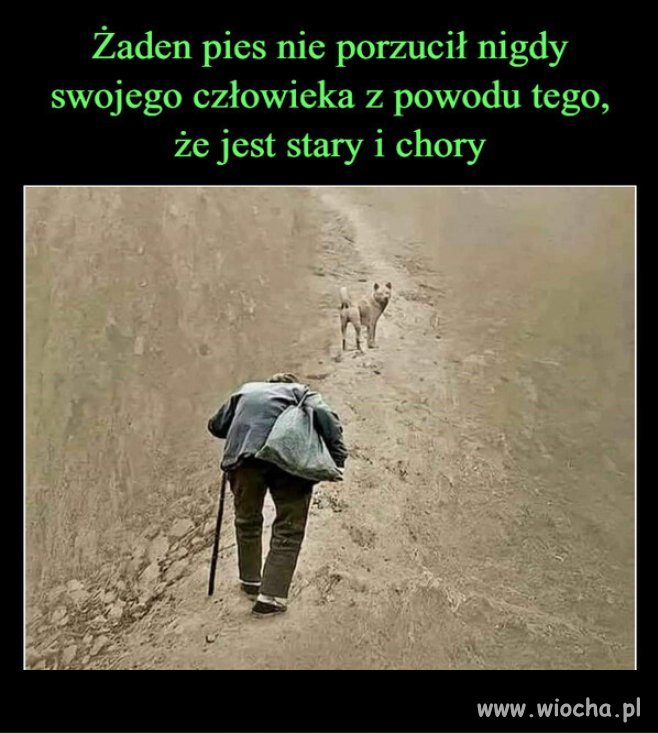 Pies najlepszy przyjaciel człowieka...
