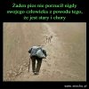 Pies najlepszy przyjaciel człowieka...