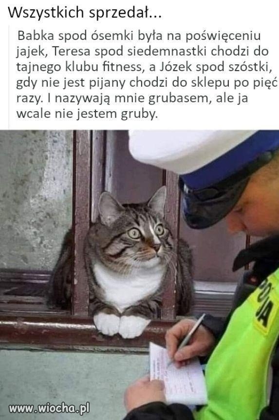 Kot który wszystkich sprzedał
