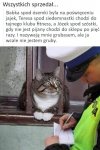 Kot który wszystkich sprzedał
