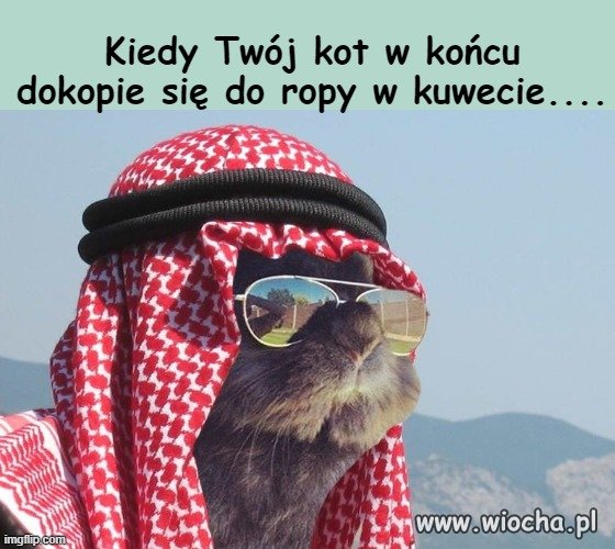 Kot Prezesa może co najwyżej