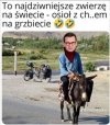 Taka ciekawostka ... przyrodnicza